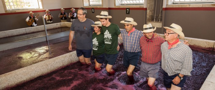 quinta-da-pacheca-harvest-01