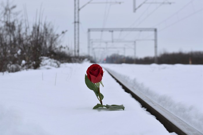 red-rose-in-snow-3183739_1280